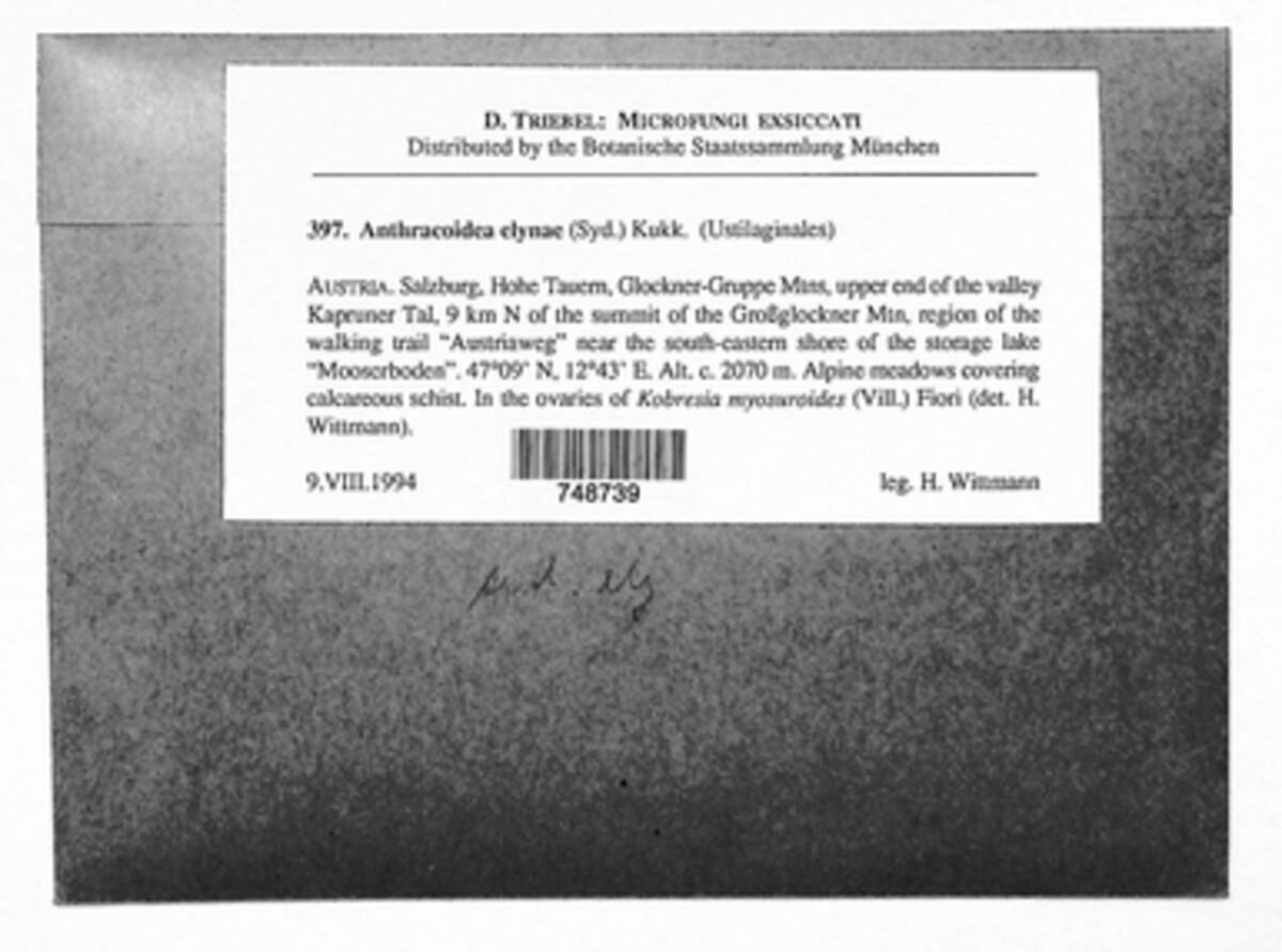 Anthracoidea elynae image